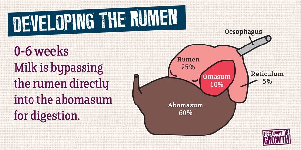 Rumen development